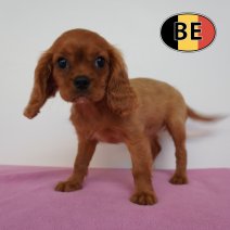 Cavalier King Charles 22-04-2026 F (BE6295) 01-07-2026.JPG