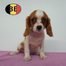Cavalier King Charles 22-04-2026 F (BE6385) 01-07-2026.JPG