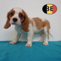 Cavalier King Charles 22-04-2026 M (BE6268) 01-07-2026.JPG
