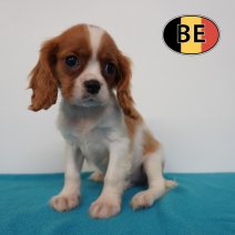 Cavalier King Charles 22-04-2026 M (BE6271) 01-07-2026.JPG