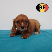 Cavalier King Charles 22-04-2026 M (BE6299) 01-07-2026.JPG