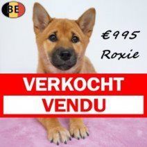 Shiba Inu Roxie 10-02-26 F(BE6008) 12-06-26 Verkocht - Vendu.jpg