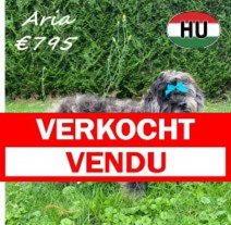 Frenchiepoo Aria 27-12-25 F(HU8773) 30-06-2026 Verkocht - Vendu.jpg