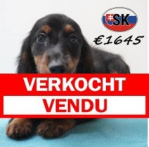 Teckel 21-01-2026 M (SK3921) 29-05-26 Verkocht - Vendu.jpg