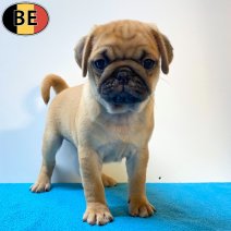 Mops 06-05-26 M(BE1007) 01-07-26.jpg