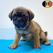 Mops 06-05-26 M(BE1265) 01-07-26.jpg