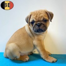 Mops 06-05-26 M(BE2129) 01-07-26.jpg