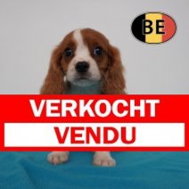 Cavalier King Charles 22-04-2026 M (BE6272) 01-07-2026 Verkocht - Vendu.jpg