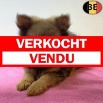 Keesje 29-04-26 F(BE2714) 01-07-26.verkocht-vendu