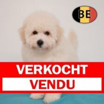 Poedel 10-03-26 M (BE3947) 29-05-26 Verkocht - Vendu.jpg