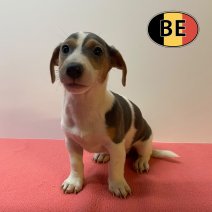 Jack Russell 26-04-2026 F (BE6246) 03-07-2026.jpg