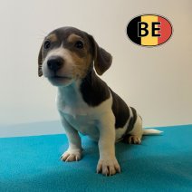 Jack Russell 26-04-2026 F (BE6302) 03-07-2026.jpg