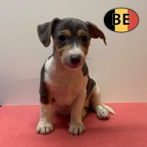 Jack Russell 26-04-2026 F (BE6335) 03-07-2026.jpg
