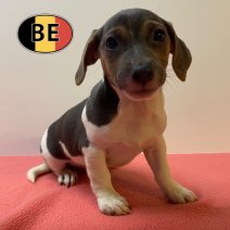 Jack Russell 26-04-2026 F (BE6336) 03-07-2026.jpg