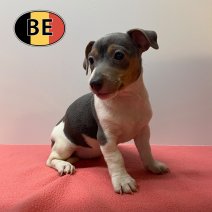 Jack Russell 26-04-2026 F (BE6340) 03-07-2026.jpg