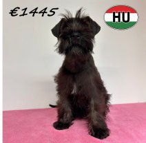 Dwergschnauzer 07-03-2026 F (HU6016) 03-07-2026.jpg
