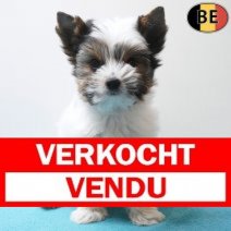 Biewer Yorkshire 25-03-26 M(BE6187) 10-06-26 Verkocht - Vendu.jpg