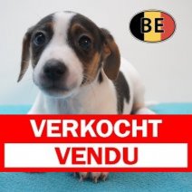 Jack russell 20-04-26 M (BE6021) 19-06-2026 Verkocht - Vendu.jpg