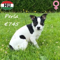 X Chihuahua Perla 29-12-25 F(HU8820) 30-06-2026.jpg