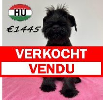Dwergschnauzer 07-03-2026 F (HU6017) 03-07-2026 verkocht - vendu.jpg