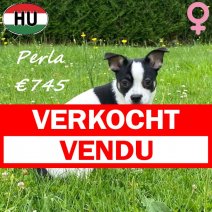 X Chihuahua Perla 29-12-25 F(HU8820) 30-06-2026 verkocht - vendu.jpg