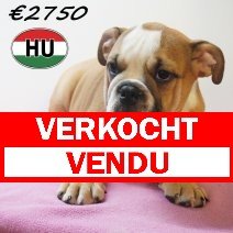 Engelse Bulldog 09-03-2026 F (HU6003) 24-06-2026 verkocht - vendu.jpg