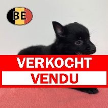 Schipperke 04-05-2026 F (BE0866) 30-06-2026 verkocht - vendu.jpg
