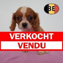 Cavalier King Charles 22-04-2026 F (BE6287) 01-07-2026 verkocht - vendu.jpg