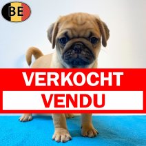 Mops 06-05-26 M(BE1007) 01-07-26 verkocht - vendu.jpg