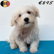 Maltezer 30-03-26 M(BE6209) 05-07-26.jpg