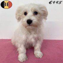 Maltezer 30-03-26 F(BE6346) 05-07-26.jpg