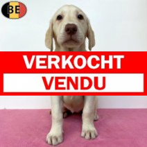 Labrador 20-04-26 F(BE9467) 06-07-26.verkocht-vendu
