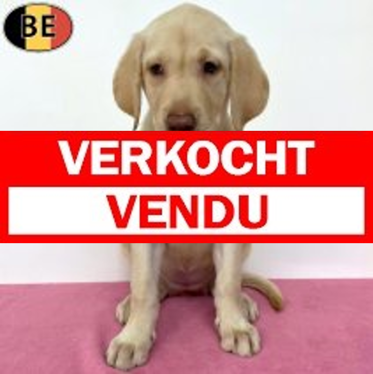 Labrador 20-04-26 F(BE1215) 06-07-26.verkocht-vendu