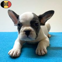 Franse Bulldog 02-05-26 M(BE6240) 06-07-26.jpg