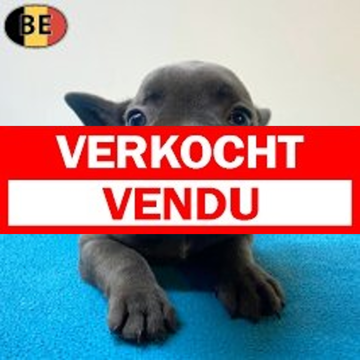 Franse Bulldog 02-05-26 M(BE6339) 06-07-26.verkocht-vendu