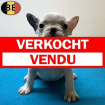 Franse Bulldog 02-05-26 M(BE6190) 06-07-26.verkocht-vendu