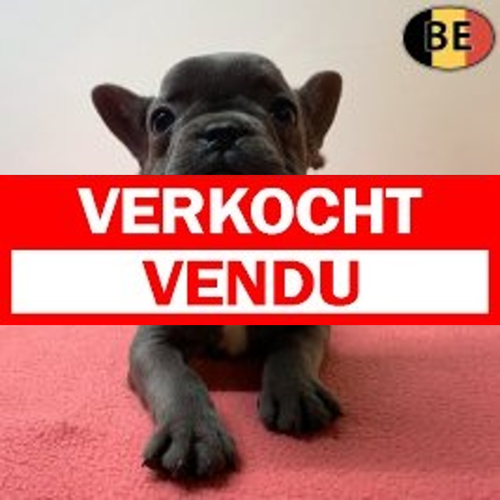 Franse Bulldog 02-05-26 F(BE6270) 06-07-26.verkocht-vendu