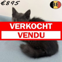 Europese Korthaar 04-04-26 M(BE7639) 06-07-26.verkocht-vendu