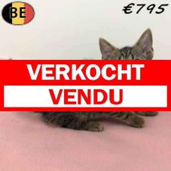 Europese Korthaar 04-04-26 F(BE7394) 06-07-26.verkocht-vendu
