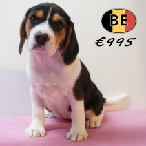 Beagle 30-03-26 F (BE6403) 270526.JPG