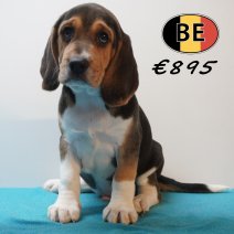 Beagle 30-03-26 M (BE6665) 270526.JPG