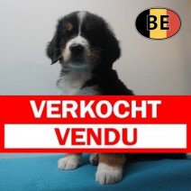 Berner Sennen 26-04-26 M (BE7885) 23-06-2026 Verkocht - Vendu.jpg