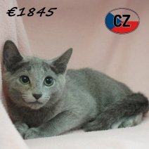 Blauwe Rus 28-01-26 F(CZ6757) 27-05-26.jpg