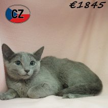 Blauwe Rus 28-01-26 F(CZ6773) 27-05-26.jpg