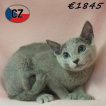 Blauwe Rus 28-01-26 F(CZ6762) 27-05-26.jpg