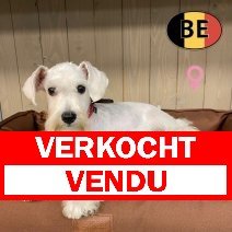 Schnoodle 01-03-2026 F (BE1273) 16-06-2026 verkocht - vendu.jpg