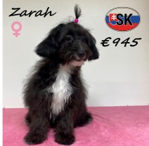 Maltipoo Zarah 24-12-25 F (SK0972) 30-06-2026.jpg