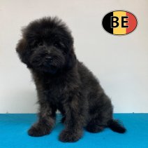 Pomapoo 25-02-26 M (BE4017) 06-07-26.jpg
