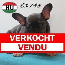 Franse Bulldog 09-03-2026 M (HU6036) 24-06-2026 verkocht - vendu.jpg