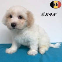 Maltezer 28-04-26 M(BE6343) 08-07-26.jpg